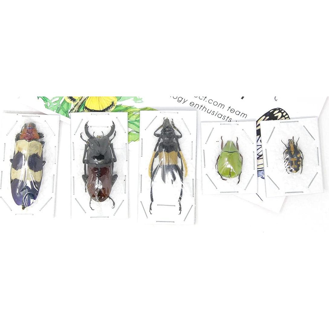 Colección 10 Escarabajos Tropicales Secos Conservados A1