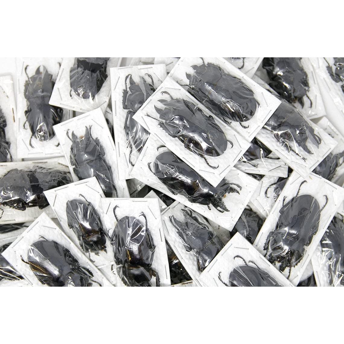 Colección 10 Escarabajos Tropicales Secos Conservados A1