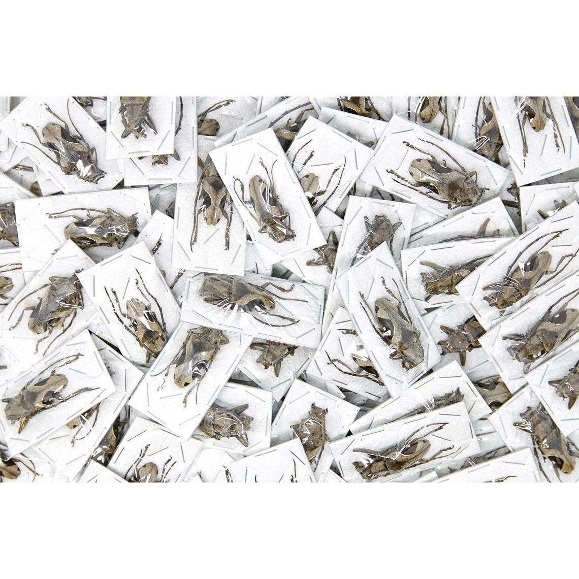 Colección 10 Escarabajos Tropicales Secos Conservados A1