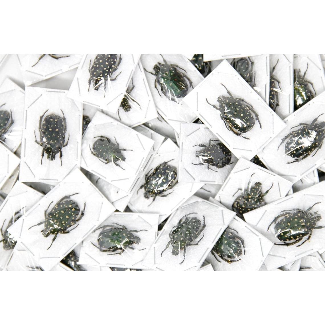 Colección 10 Escarabajos Tropicales Secos Conservados A1