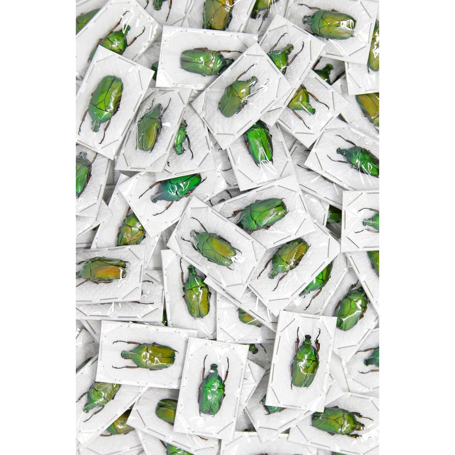 Colección 10 Escarabajos Tropicales Secos Conservados A1