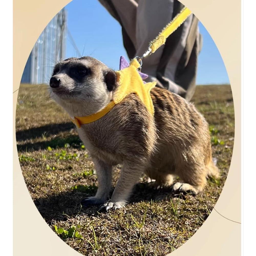 Arnés Chaleco Dinosaurio MQQYLBHDS para Hurones y Mascotas Pequeñas