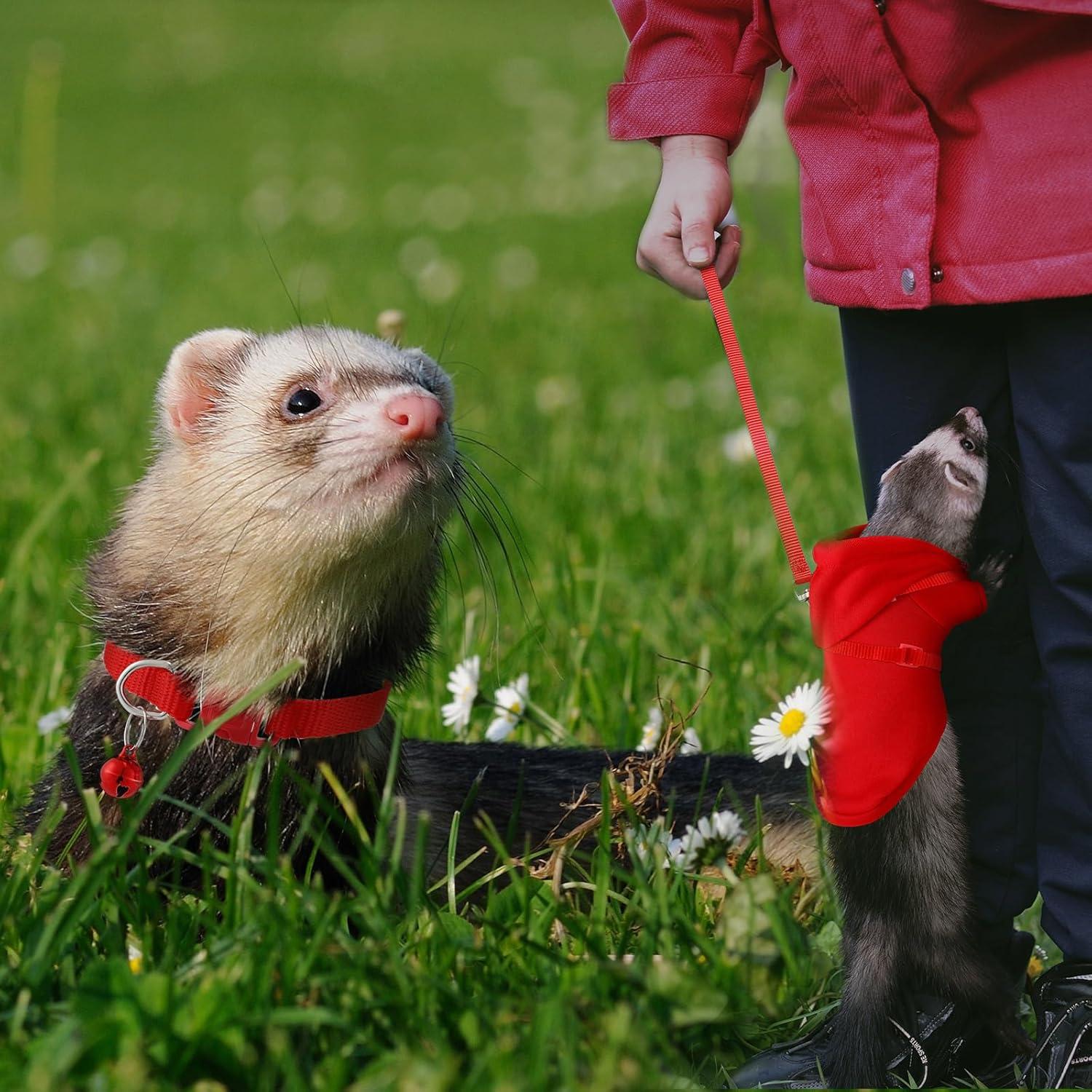 Accesorios para Hurones Cunno - Sudadera, Collar y Arnés Rojo
