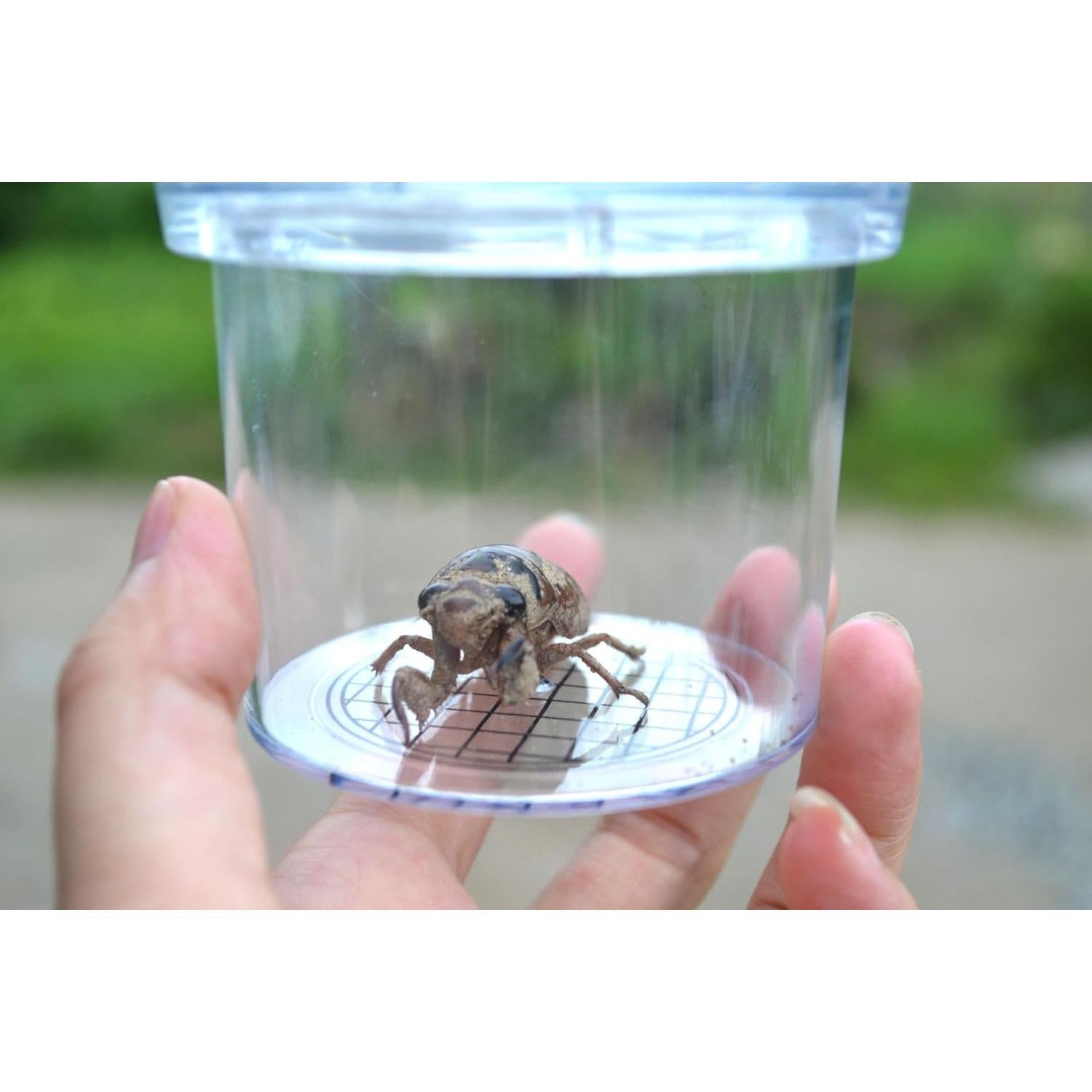 Juguete de Exploración de Insectos con Lupa AlleTechPlus - 12 Paquetes