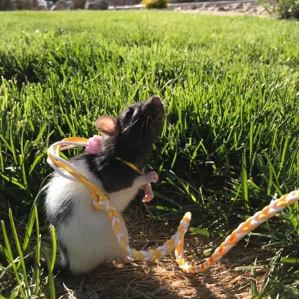 Correa Ajustable para Hámster KHLZ 140 cm con Campana