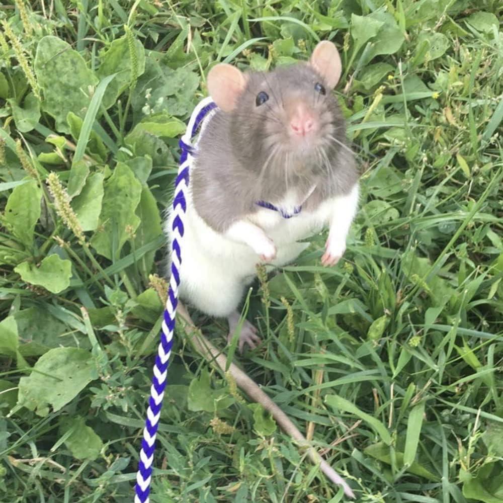 Correa Ajustable para Hámster KHLZ 140 cm con Campana