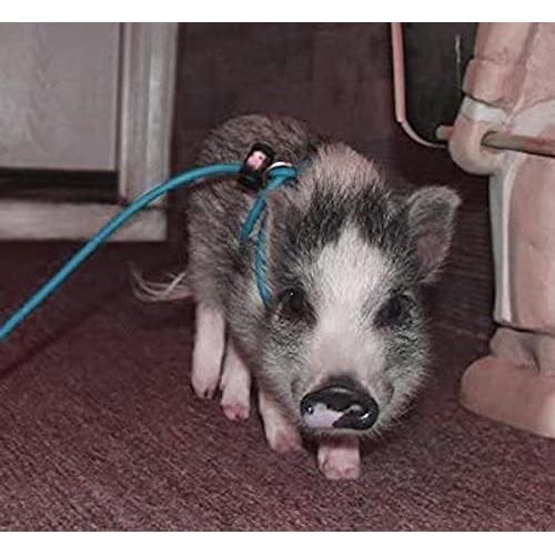 Arnés Ajustable 3.66m Piggy Poo para Mini Cerdo y Mascotas