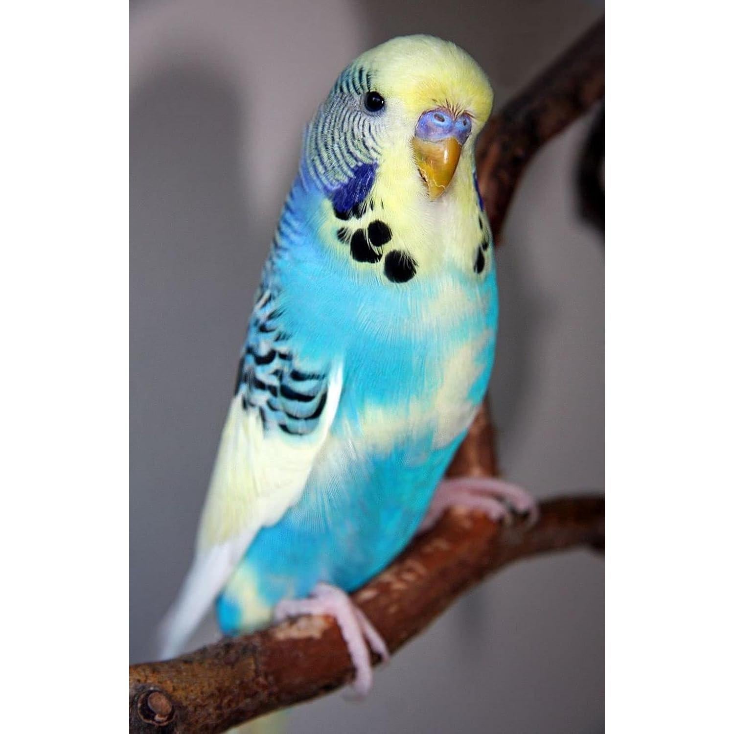 Perch de Arena Regular JW Pet Company para Aves 31.75cm