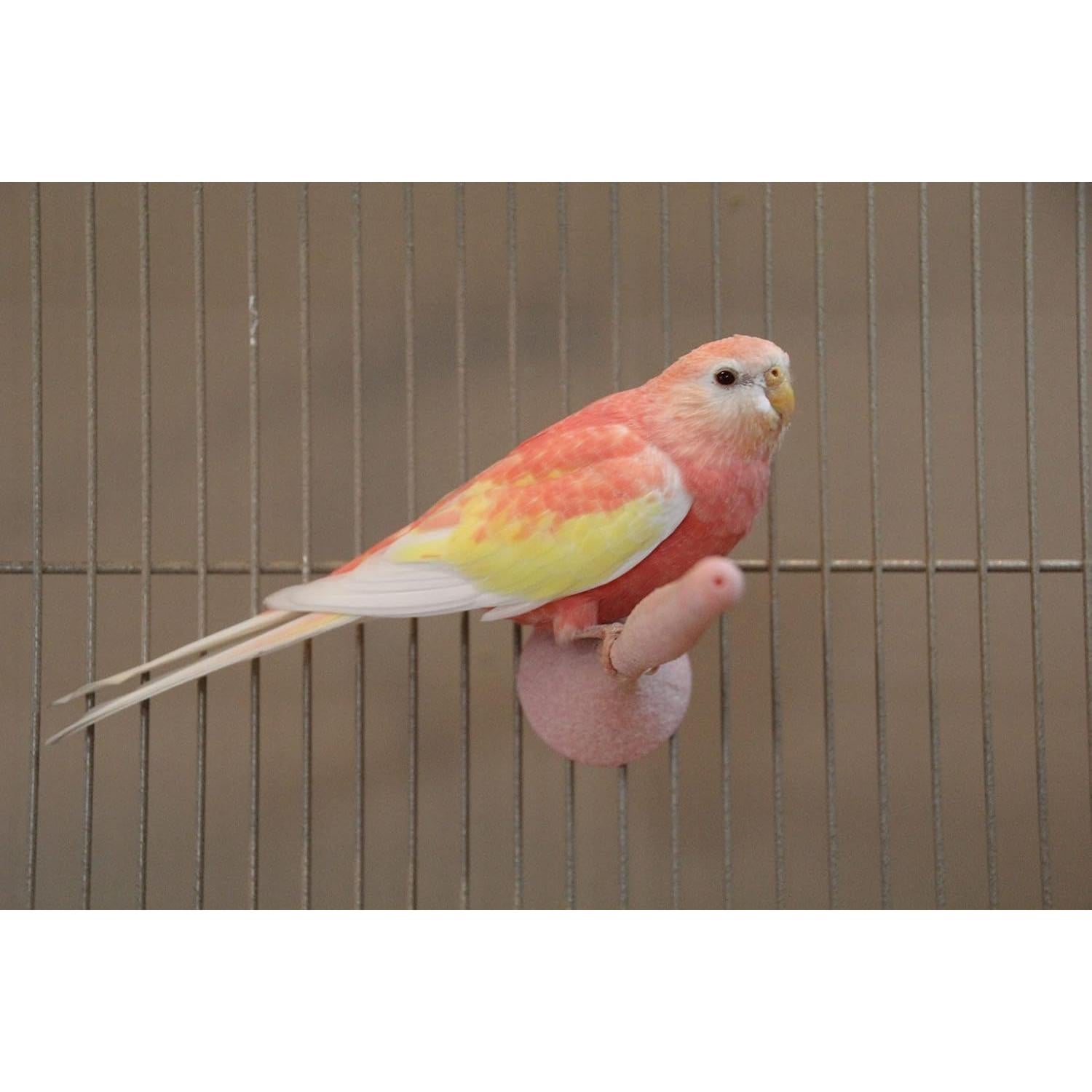 Perch de Arena Regular JW Pet Company para Aves 31.75cm