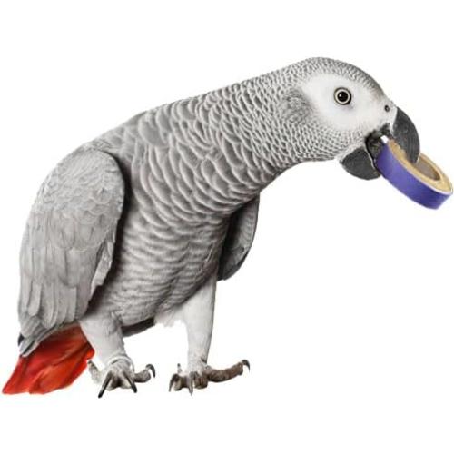 Juguetes para Aves Super Bird Creations Fatty Bagels 24 Pzas