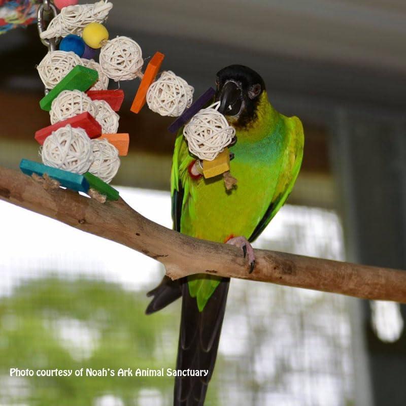 Juguete para Aves Super Bird Creations Mini Starburst 14x6.4cm