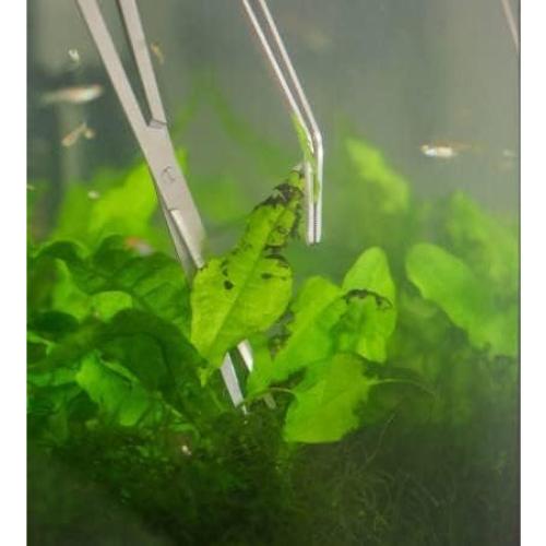 Herramientas de Acuario A2Z - Pinzas y Tijeras 30.48 cm