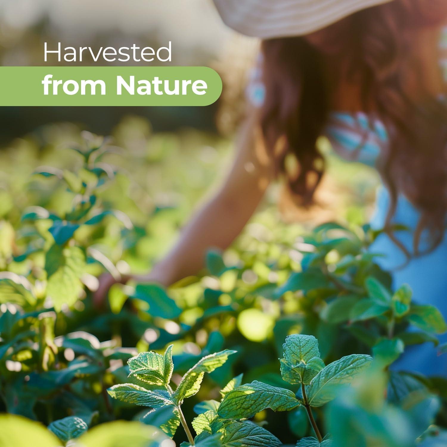 Aceite Esencial de Canela Good Essential 473ml - Aromaterapia y Masaje