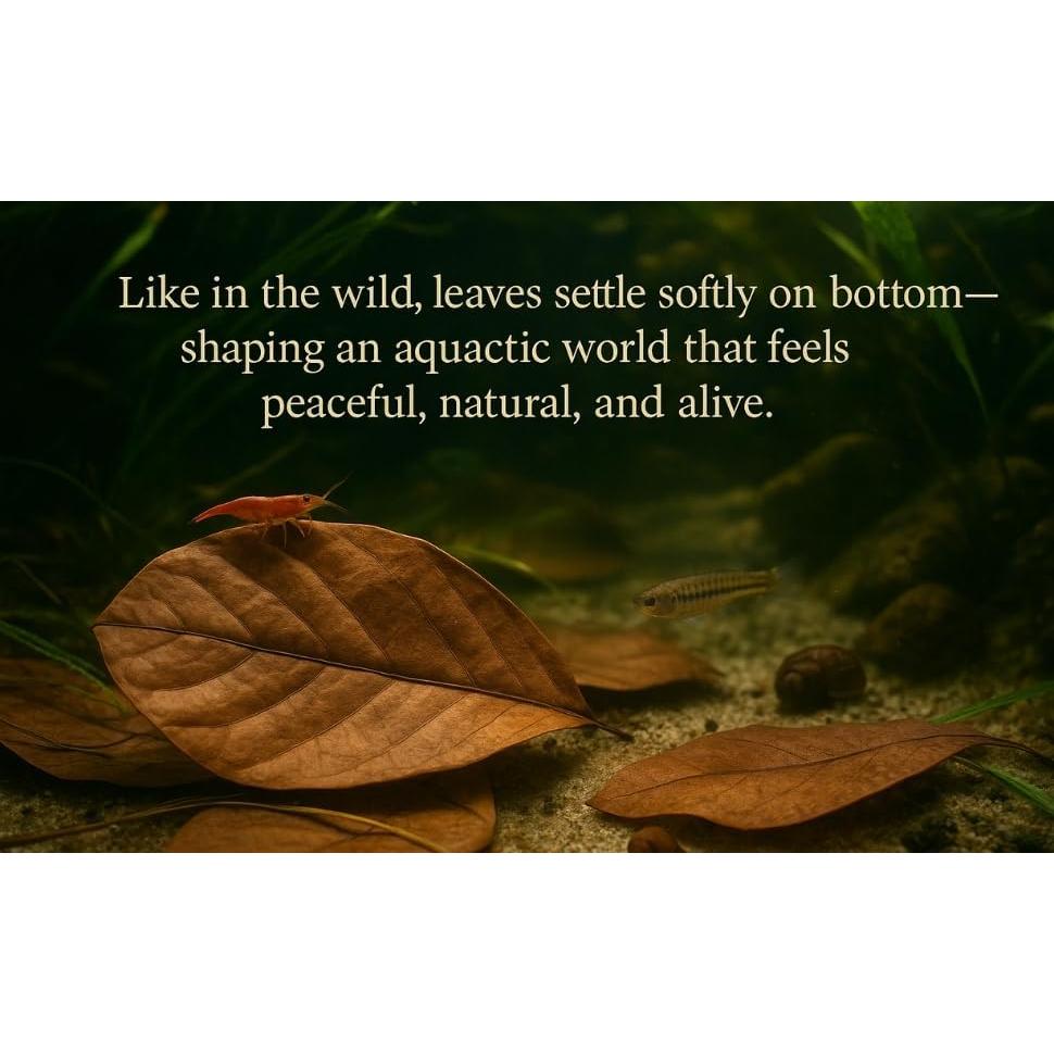 Hojas Secas de Almendra India Hida Beauty 50g para Acuario