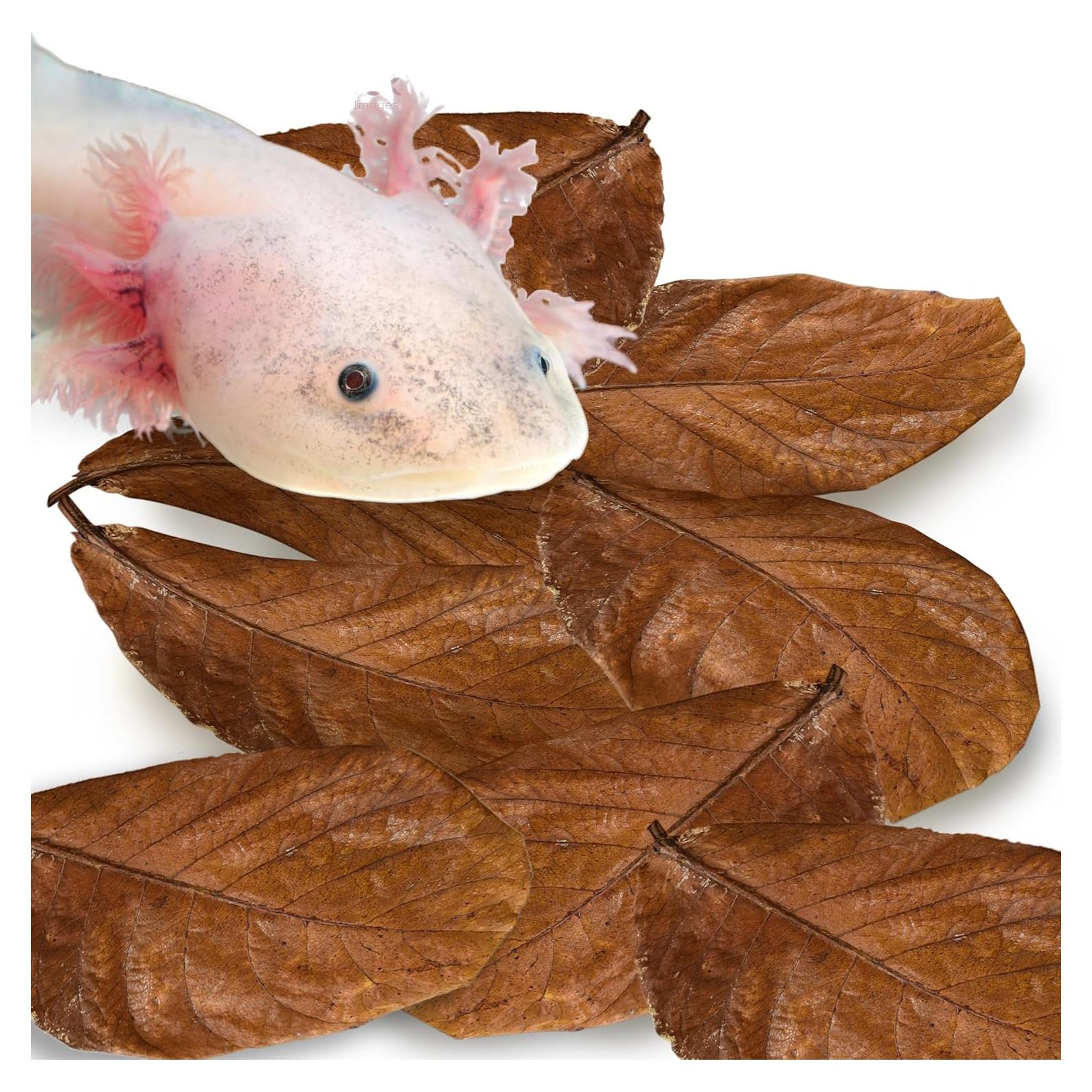 Hojas de Almendra India SunGrow para Acuario - Paquete de 10