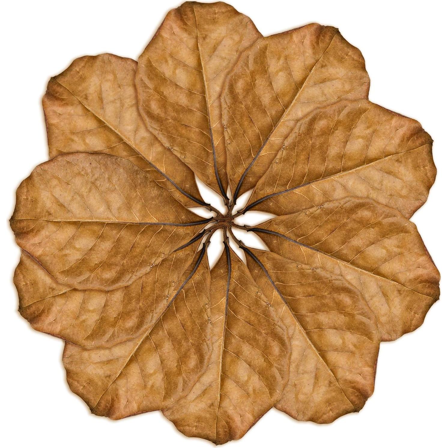 Hojas de Almendra India SunGrow para Acuario - Paquete de 10