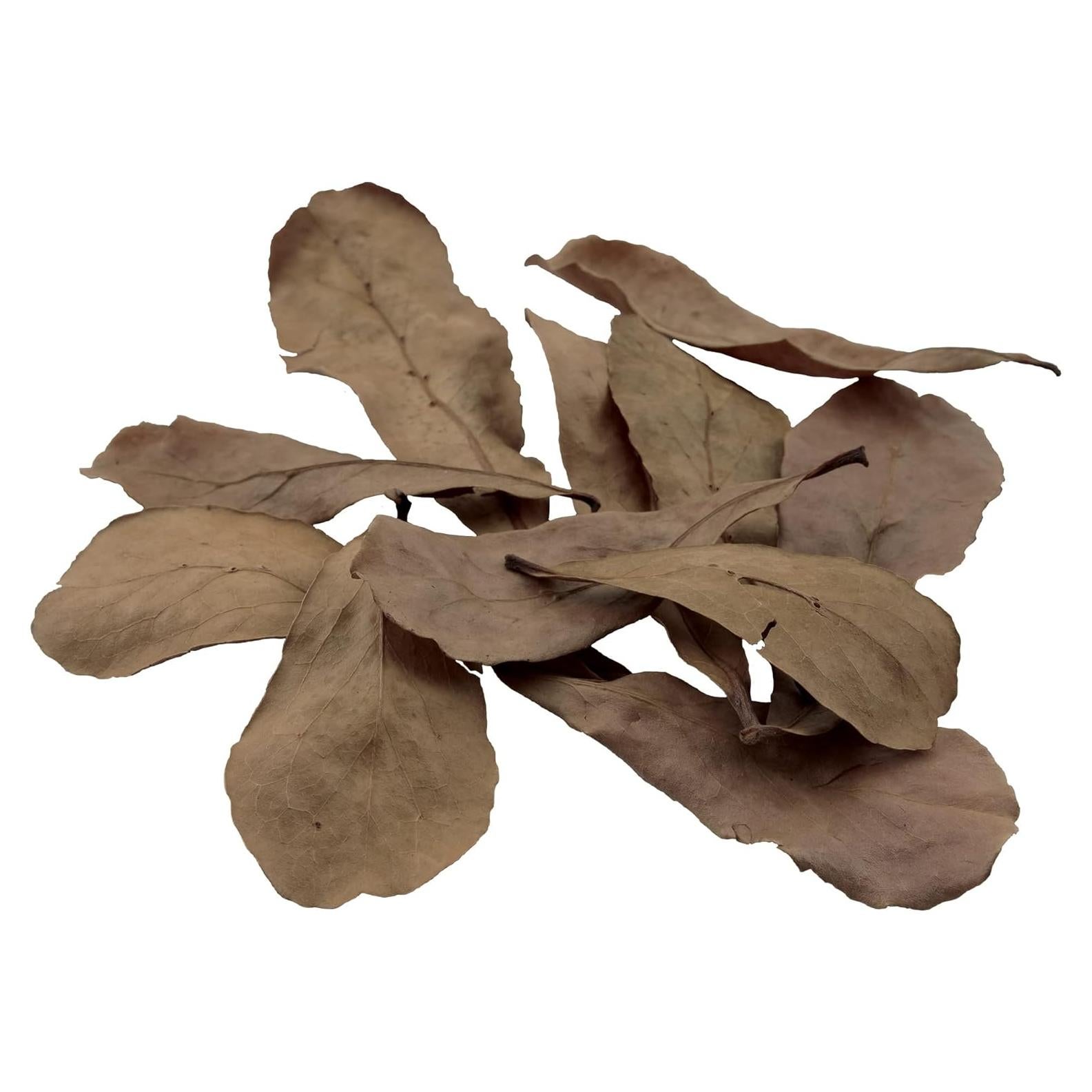 Hojas de Almendra Tropical Fluval para Acuario 10 Unidades