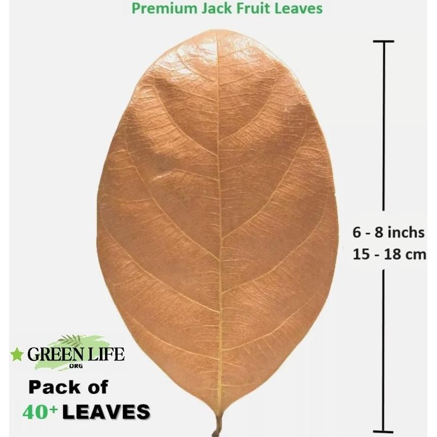 Hojas Secas de Jackfruit GreenLife - 40 Hojas para Acuario