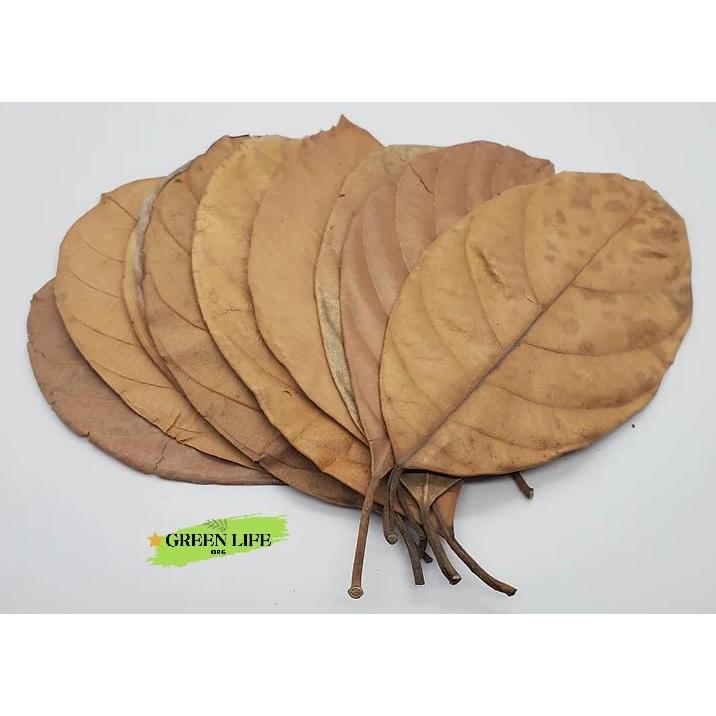 Hojas Secas de Jackfruit GreenLife - 40 Hojas para Acuario