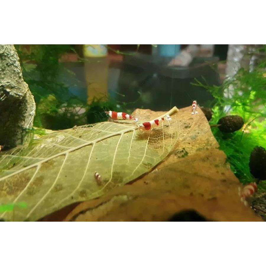 Hojas Secas de Jackfruit GreenLife - 40 Hojas para Acuario