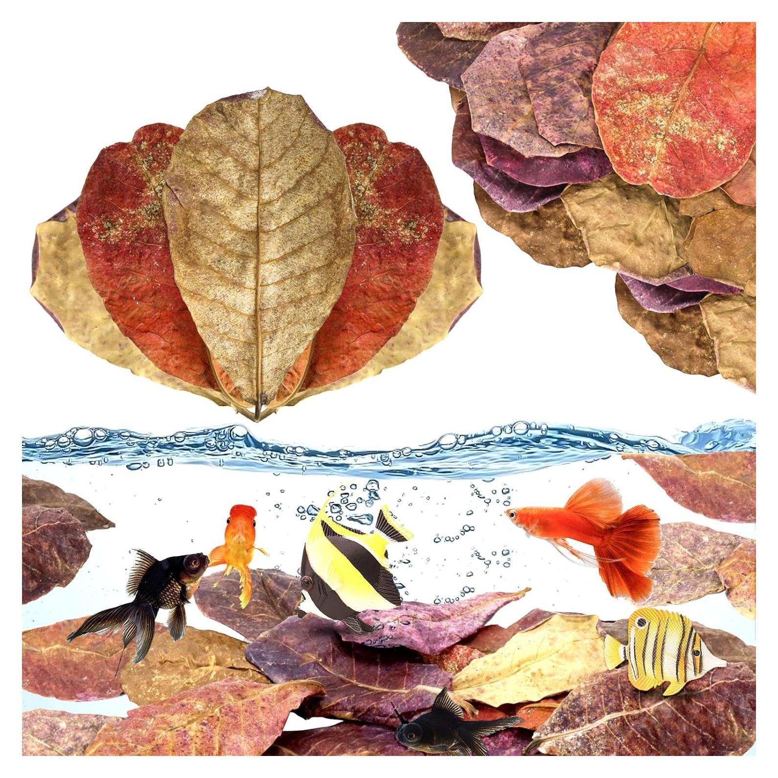 100 Hojas de Catappa Naturales para Peces LeonBach 5-8 cm