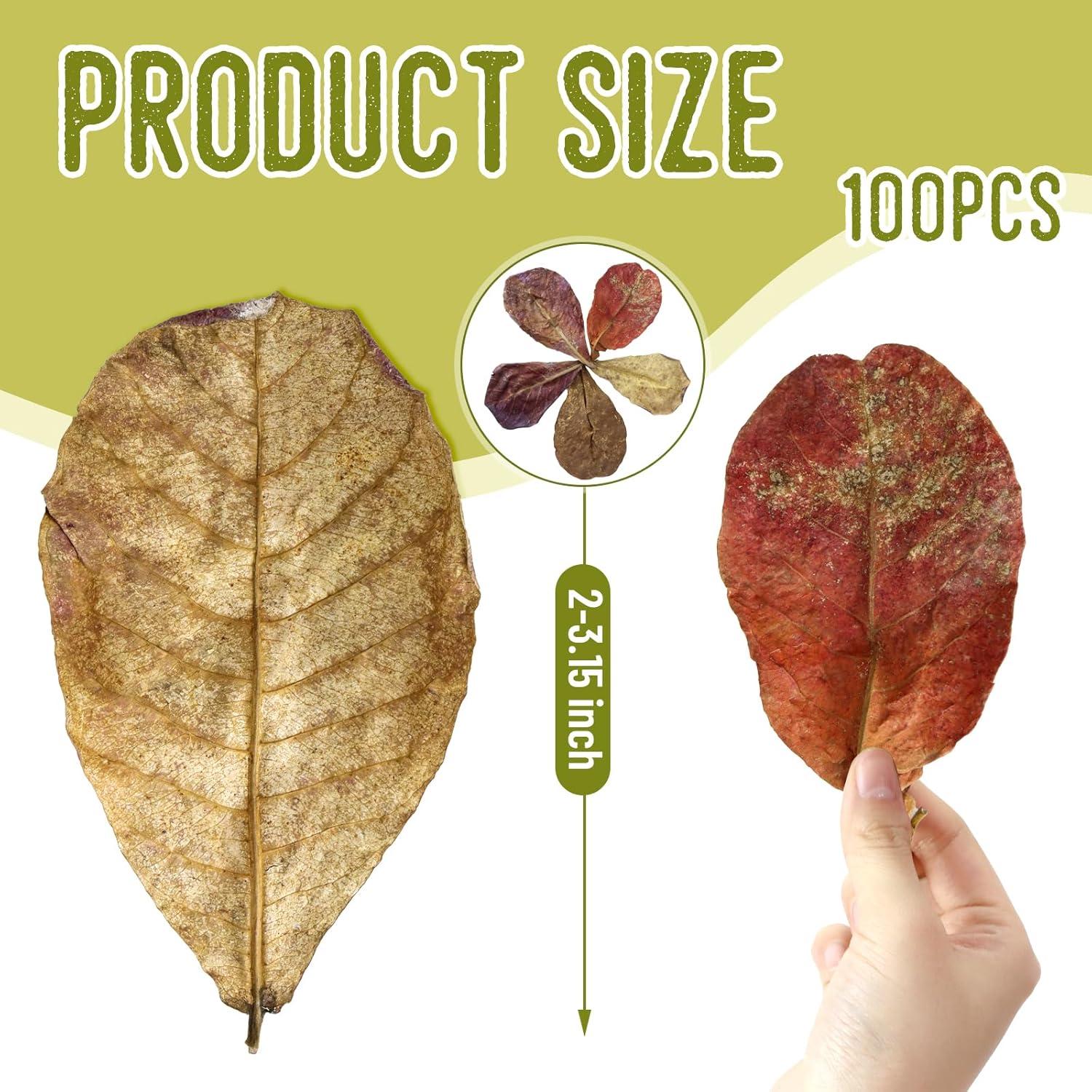 100 Hojas de Catappa Naturales para Peces LeonBach 5-8 cm