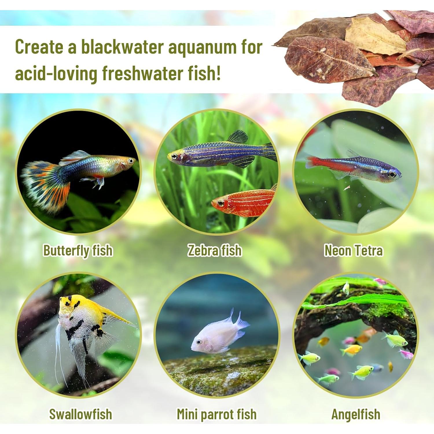 100 Hojas de Catappa Naturales para Peces LeonBach 5-8 cm