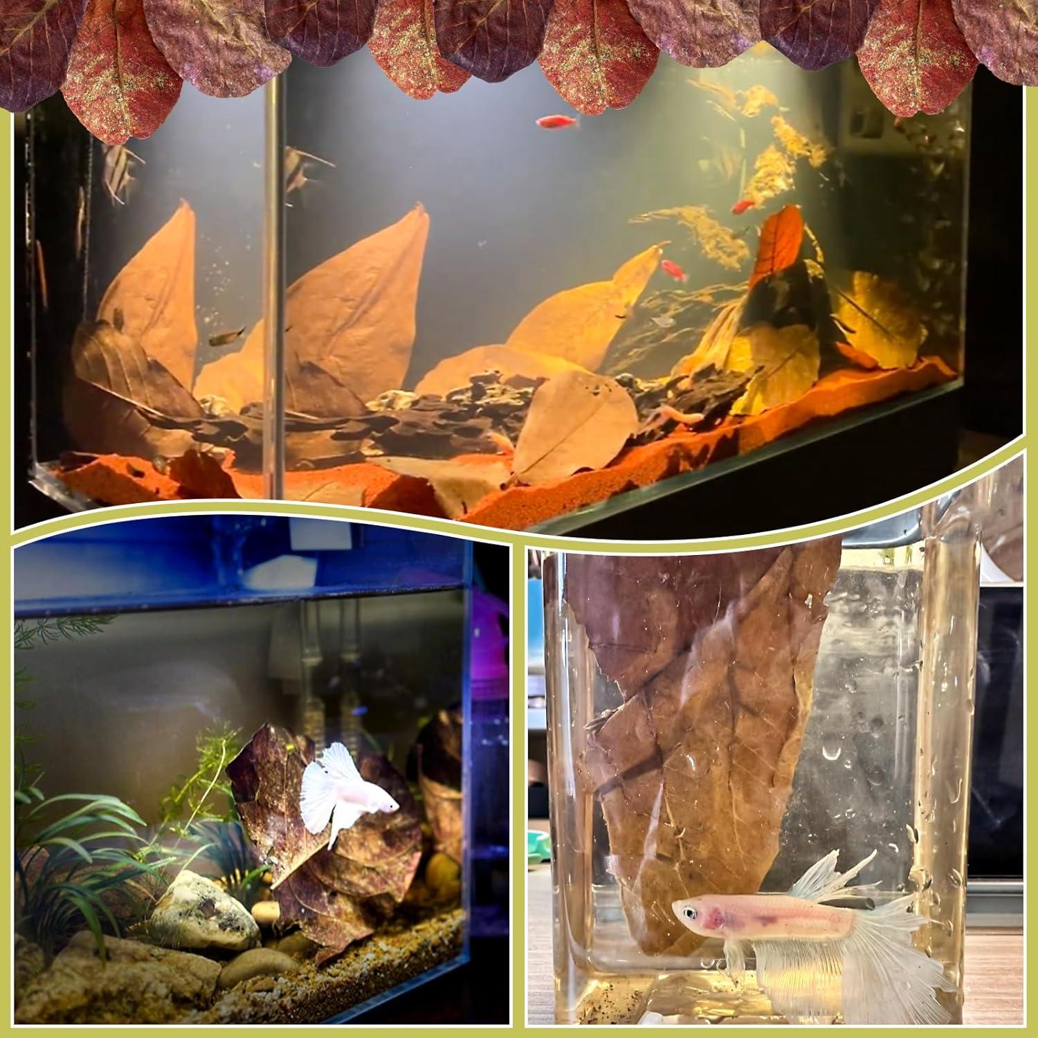 100 Hojas de Catappa Naturales para Peces LeonBach 5-8 cm