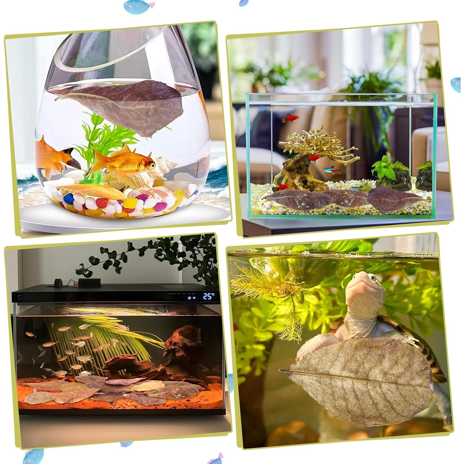 100 Hojas de Catappa Naturales para Peces LeonBach 5-8 cm