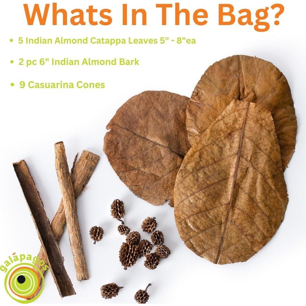 Kit de Botánicos Bioactivos Galápagos - 9 Conos Casuarina y 5 Hojas Catappa
