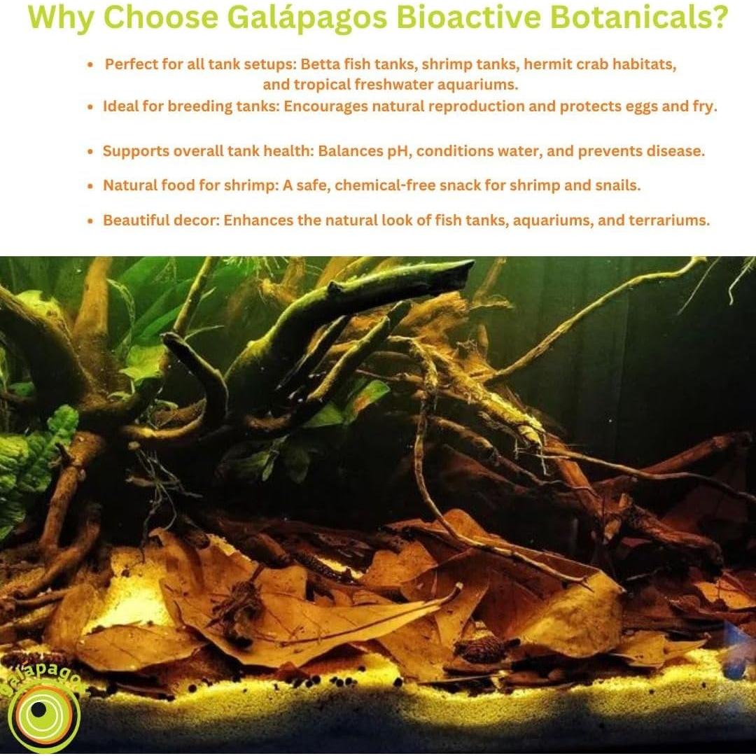 Kit de Botánicos Bioactivos Galápagos - 9 Conos Casuarina y 5 Hojas Catappa