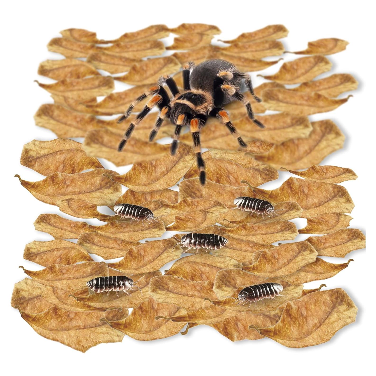 Hojas Mini Catappa SunGrow 100 Pzas para Arañas e Isópodos