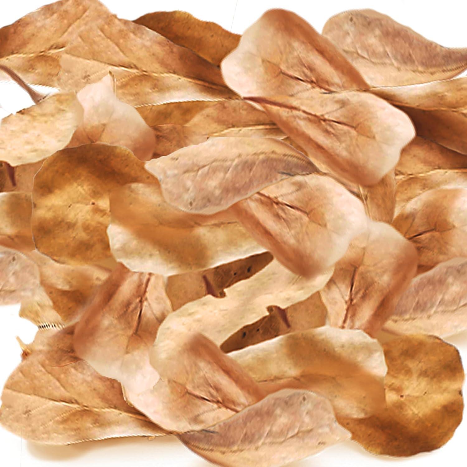 Hojas Mini Catappa SunGrow 100 Pzas para Arañas e Isópodos