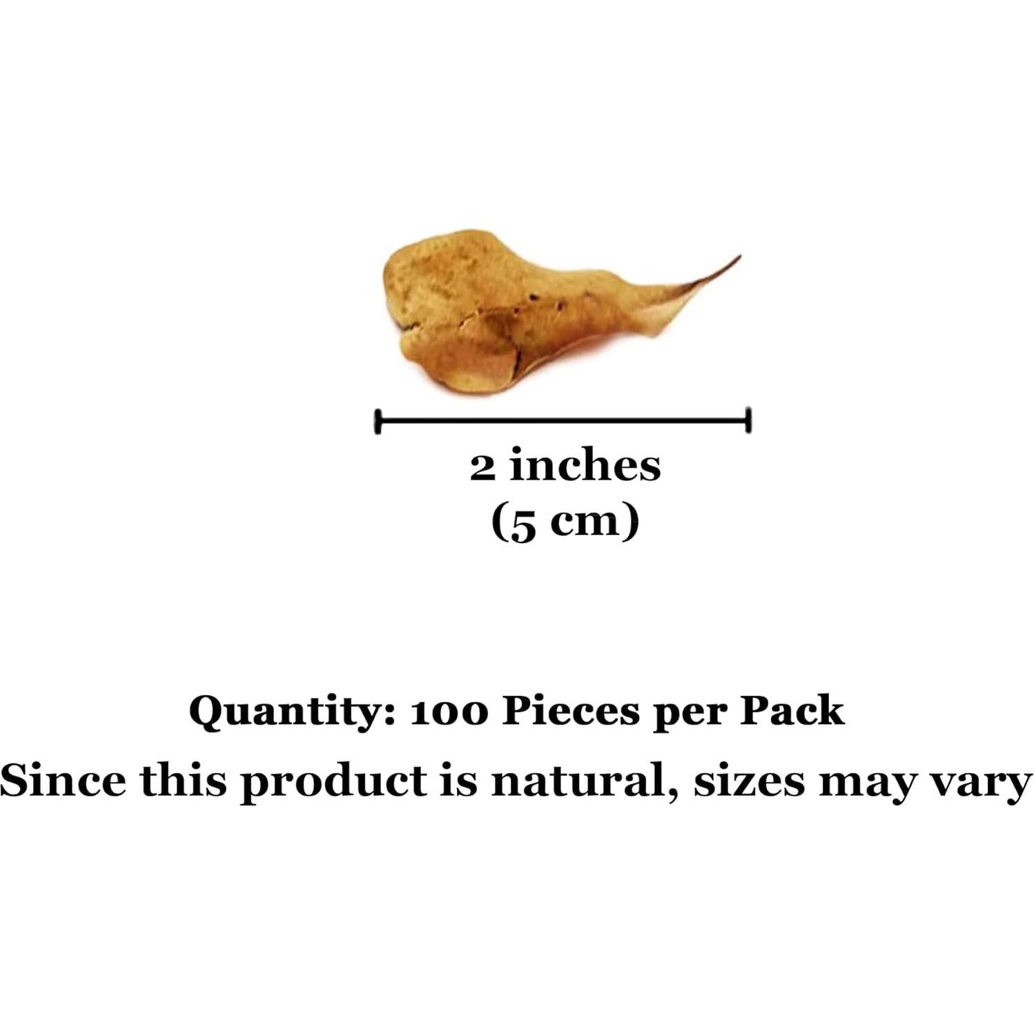 Hojas Mini Catappa SunGrow 100 Pzas para Arañas e Isópodos