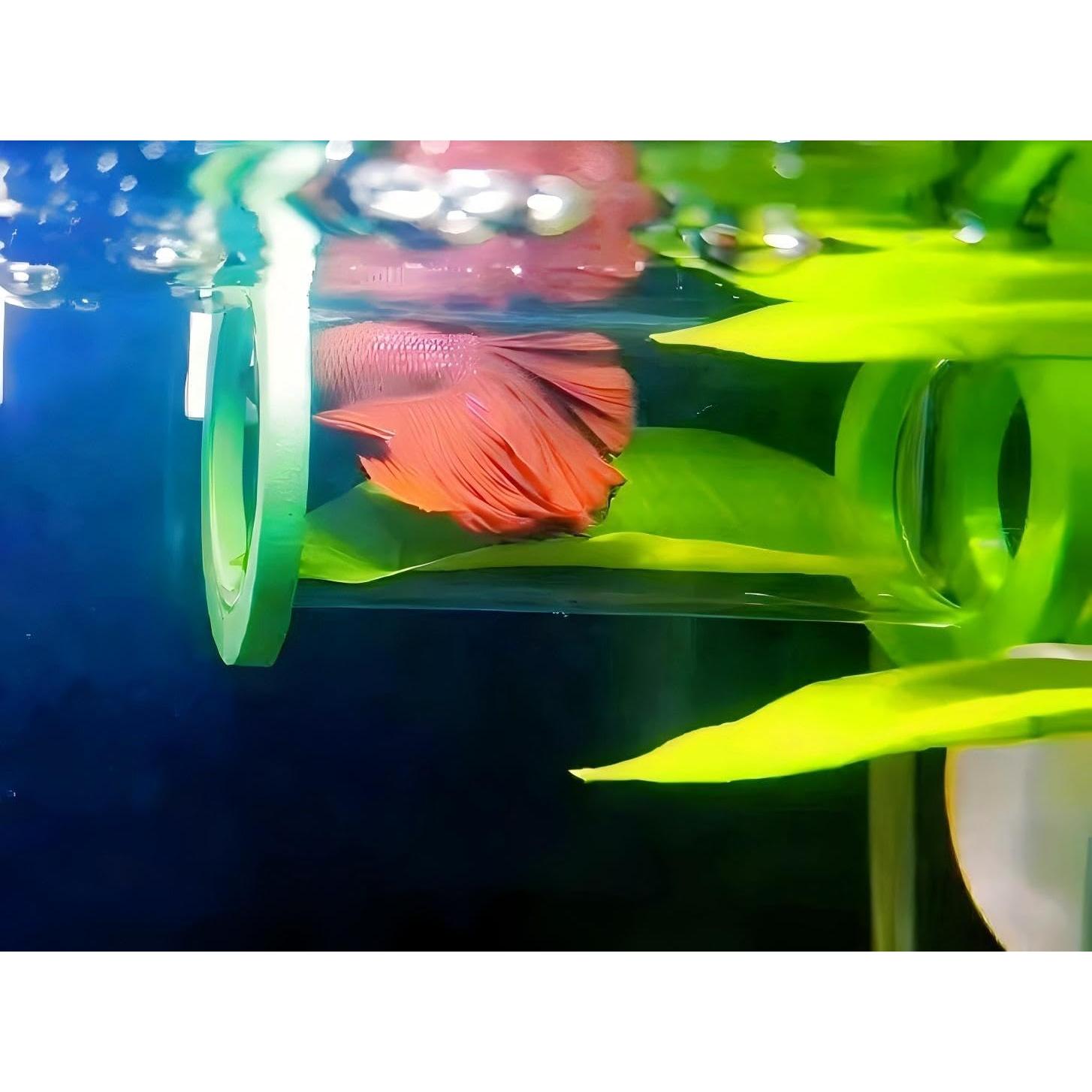 Suspended Acrylic Tube Tunnel,Acrylic Betta Bed, Betta Leaf mat breeding and Resting Bed simulating The Natural Habitat of Betta spawning Grounds, Betta Toy shelter