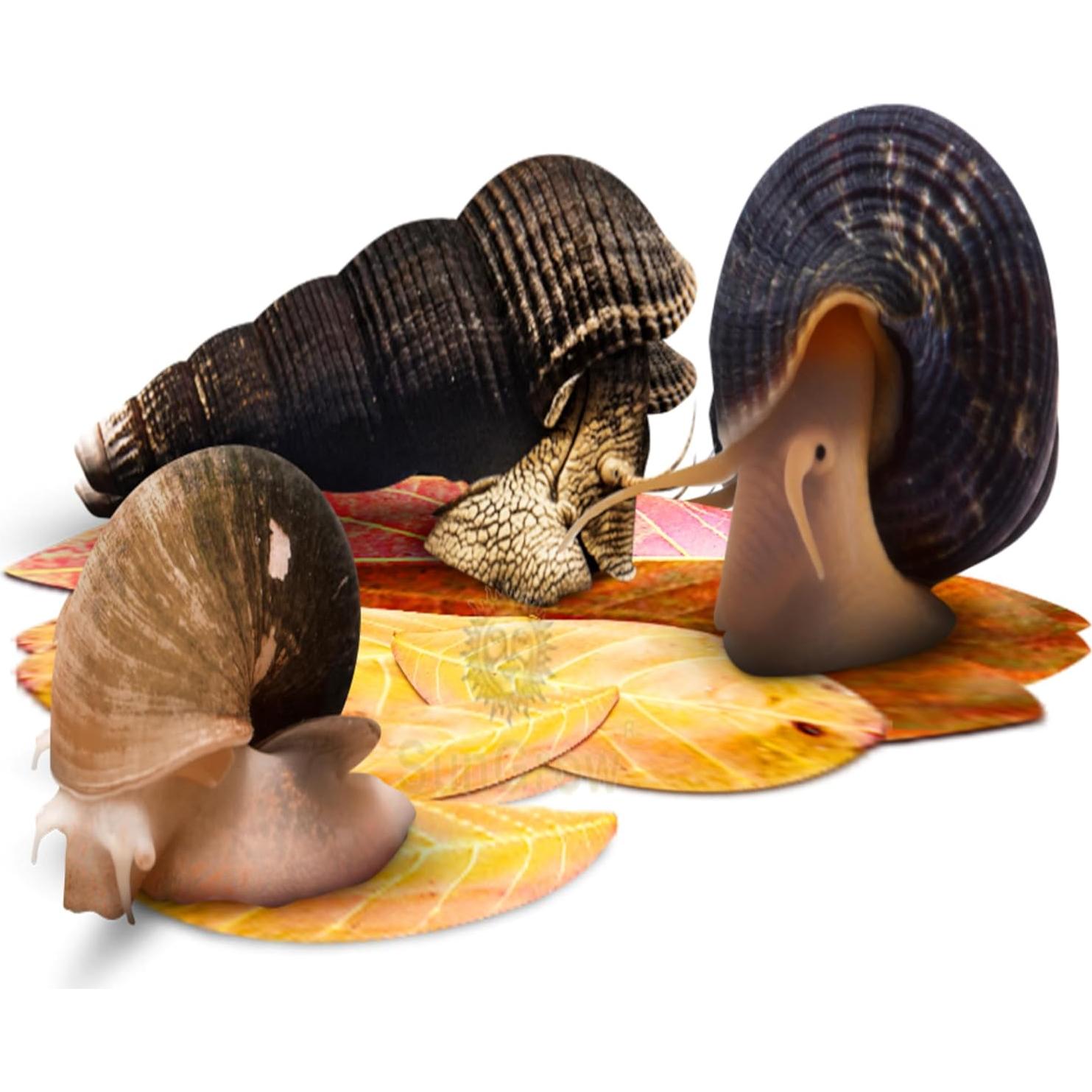 Hojas Mini Catappa SunGrow para Caracoles - Paquete de 50