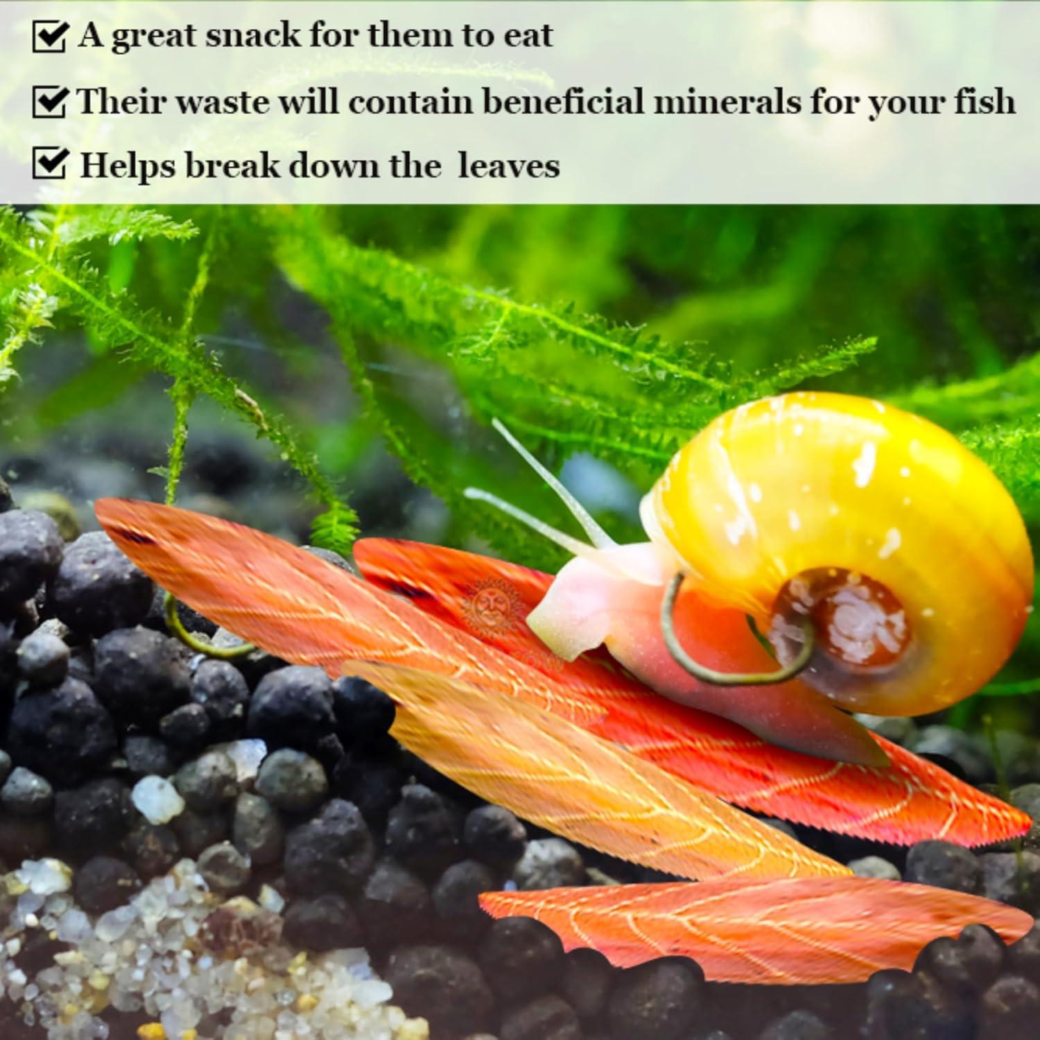 Hojas Mini Catappa SunGrow para Caracoles - Paquete de 50