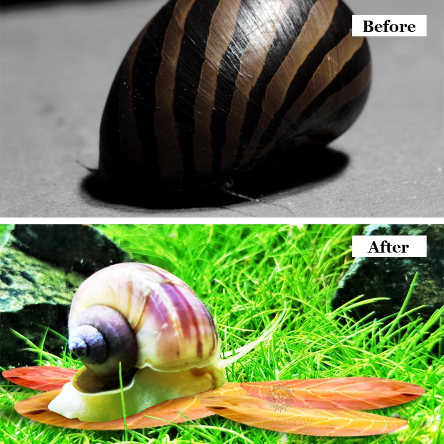 Hojas Mini Catappa SunGrow para Caracoles - Paquete de 50