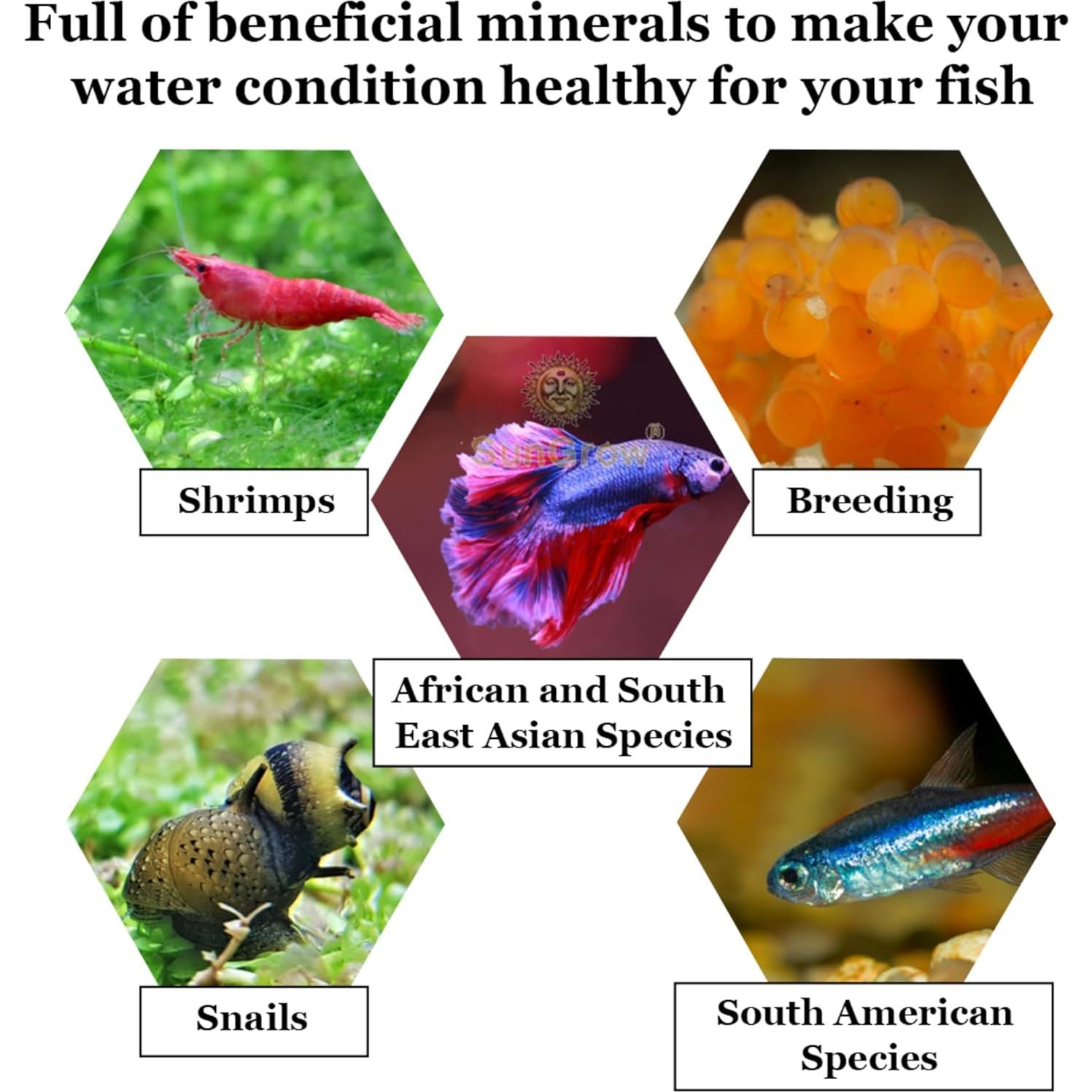 Hojas Mini Catappa SunGrow para Caracoles - Paquete de 50