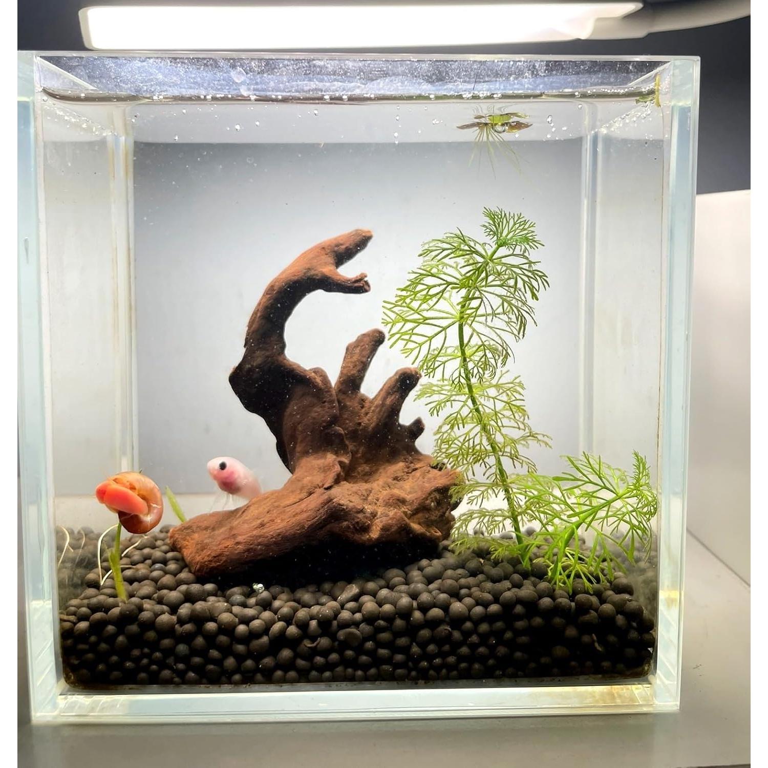 Madera Flotante Natural para Acuario y Reptiles 10-15cm - 4 Piezas