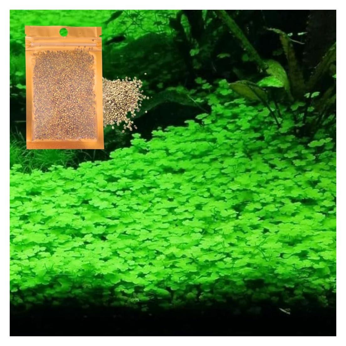 Semillas de Planta Acuática Genérica - Hierba de la Suerte 9g