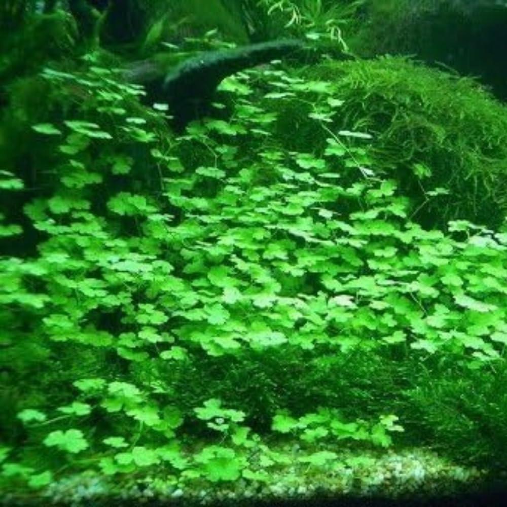 Semillas de Planta Acuática Genérica - Hierba de la Suerte 9g