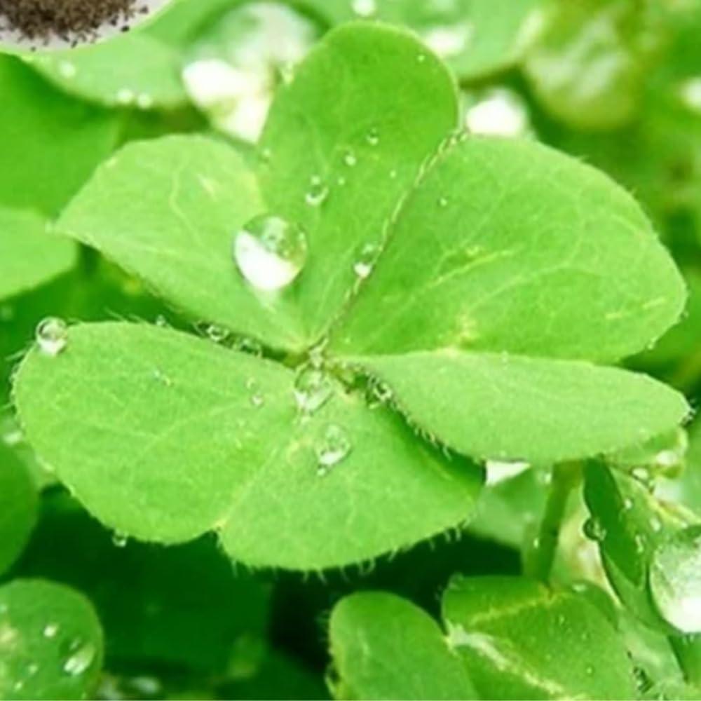 Semillas de Planta Acuática Genérica - Hierba de la Suerte 9g