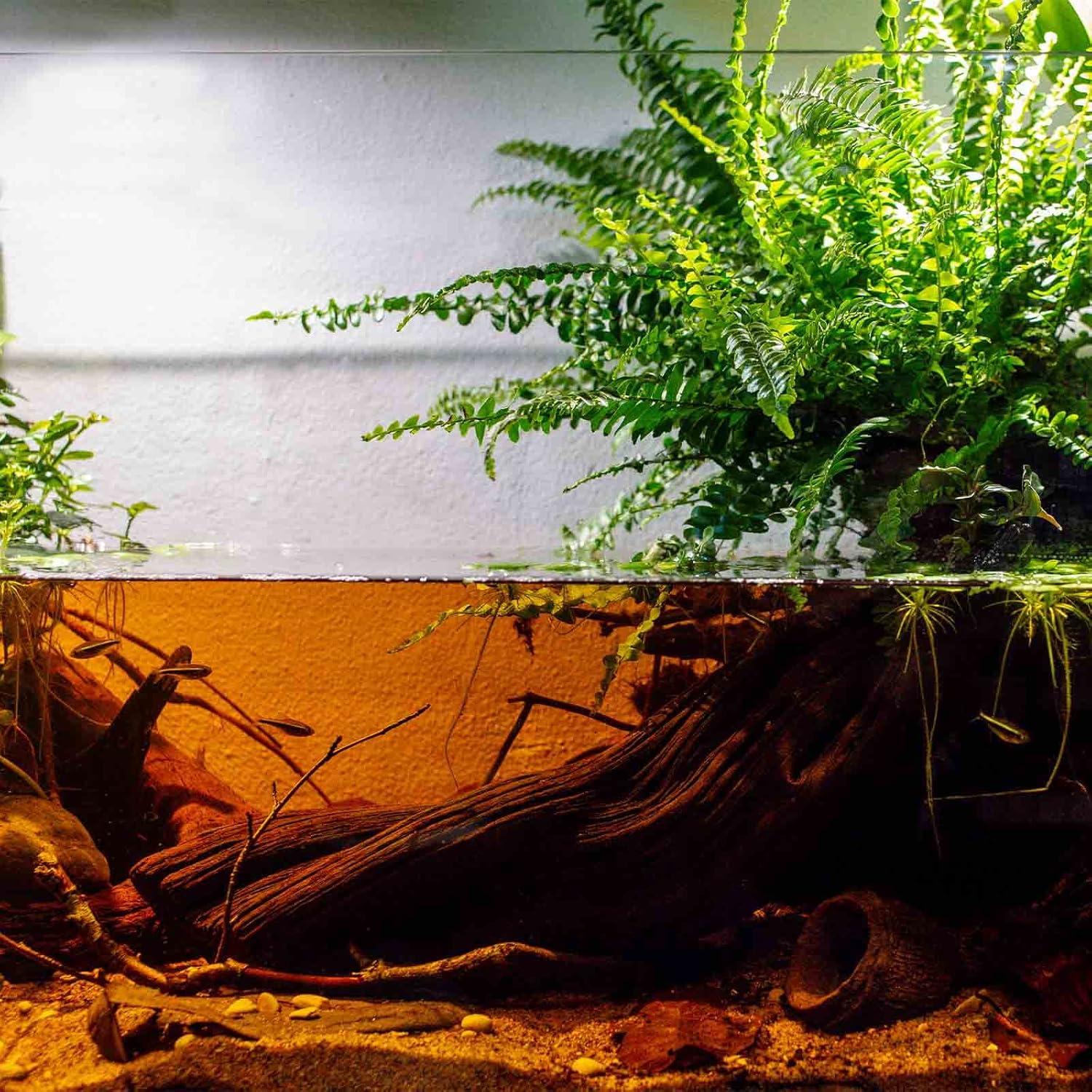 Polvo Concentrado Hoja de Almendra India GreenWaterFarm 25g