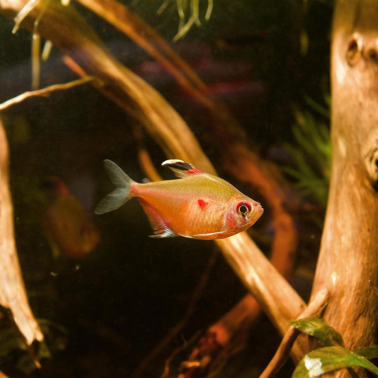 Polvo Concentrado Hoja de Almendra India GreenWaterFarm 25g