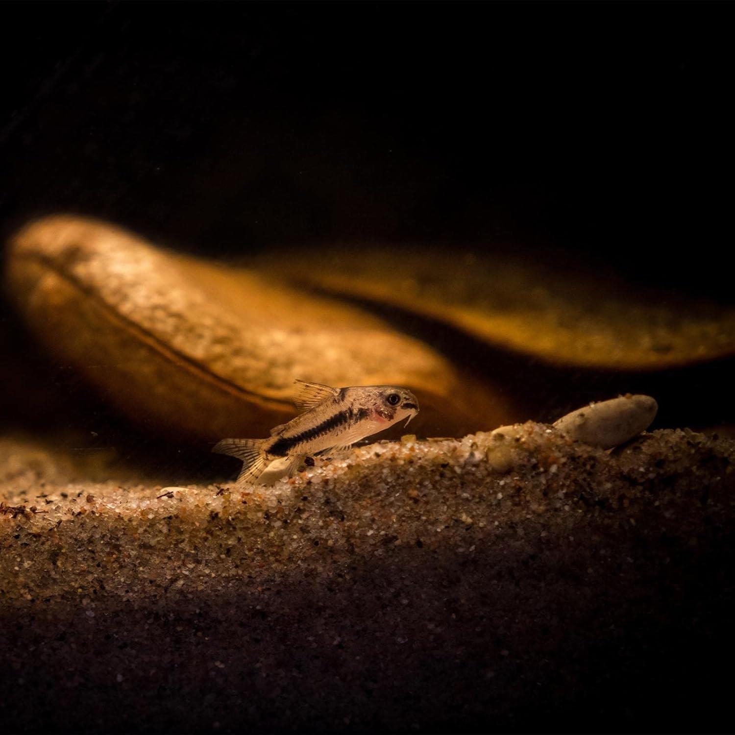 Polvo Concentrado Hoja de Almendra India GreenWaterFarm 25g