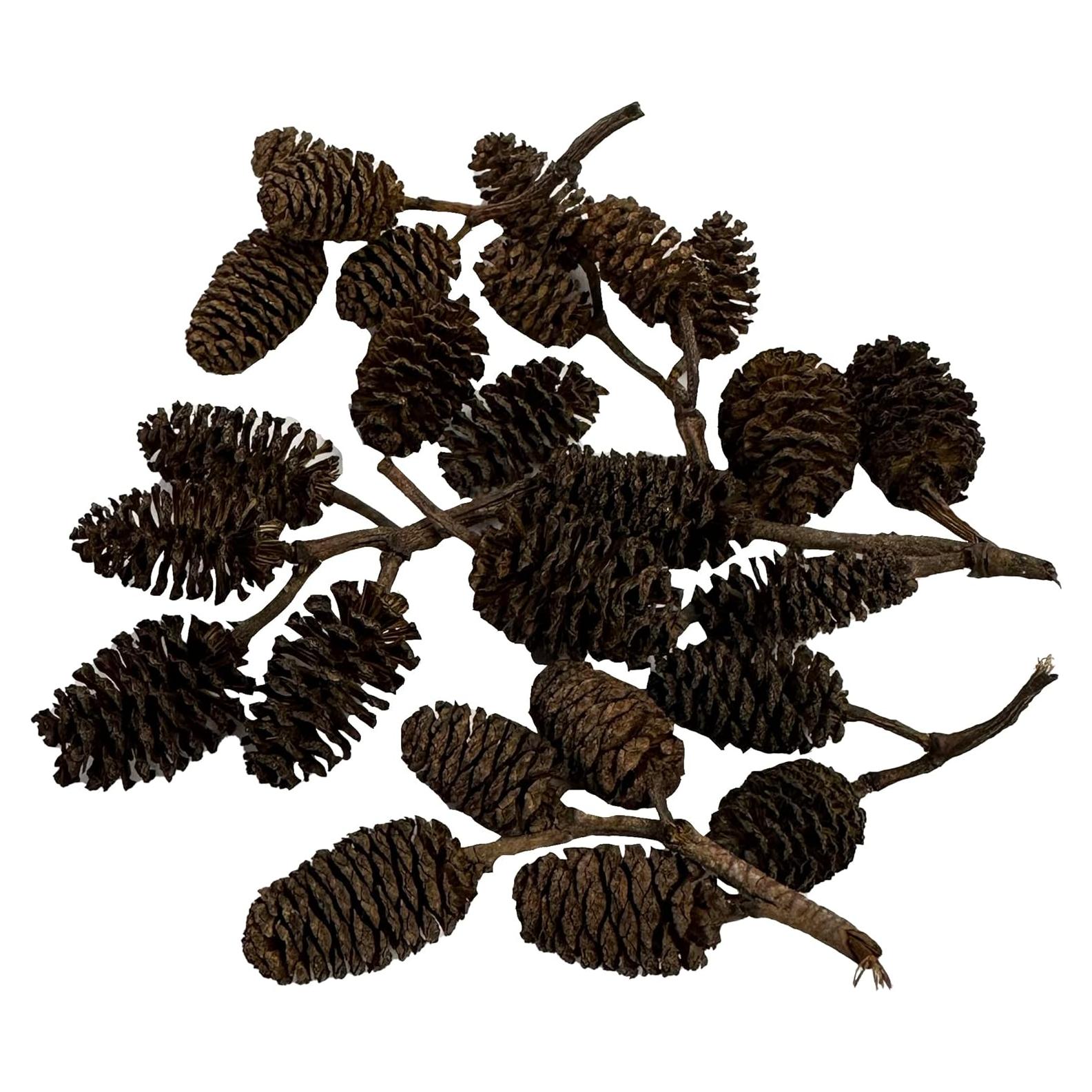 Conos de Aliso 25 unidades Acuáticos Asombrosos 1-2.5 cm