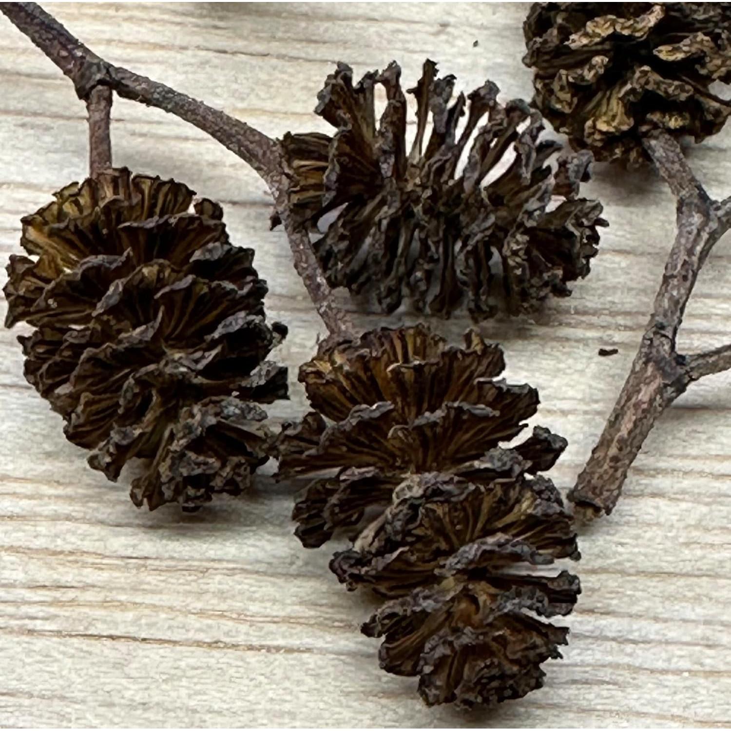 Conos de Aliso 25 unidades Acuáticos Asombrosos 1-2.5 cm