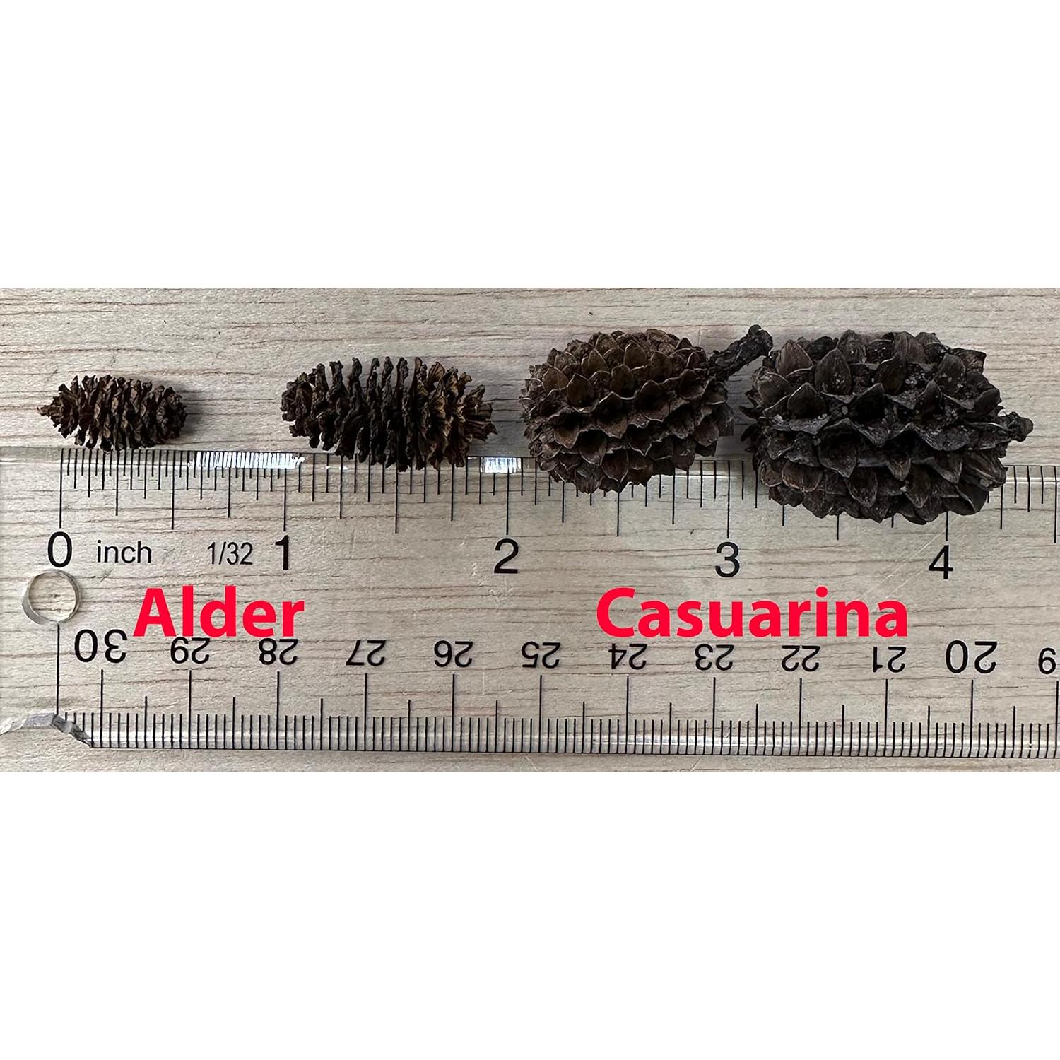 Conos de Aliso 25 unidades Acuáticos Asombrosos 1-2.5 cm