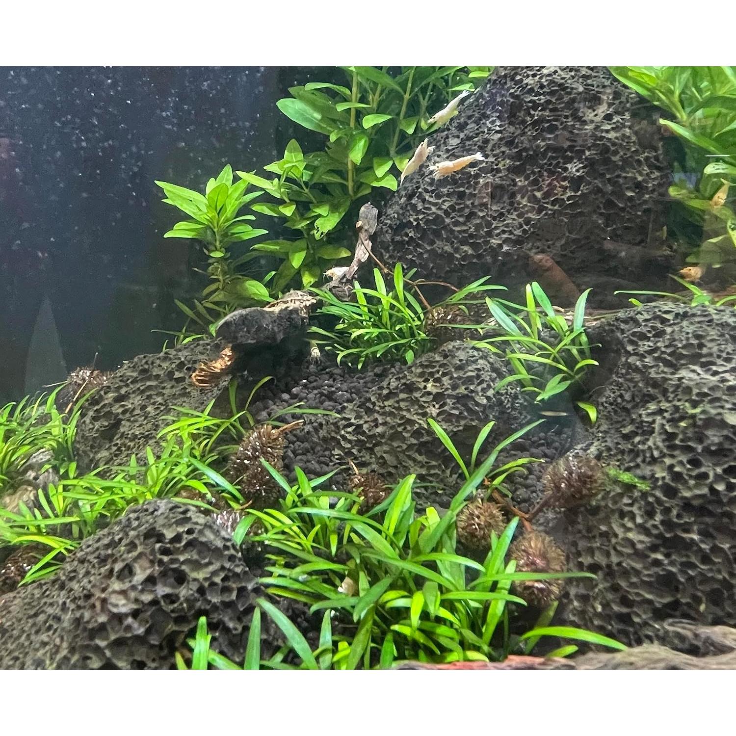 Conos de Aliso Liquid Gardens 25 Piezas para Acuario